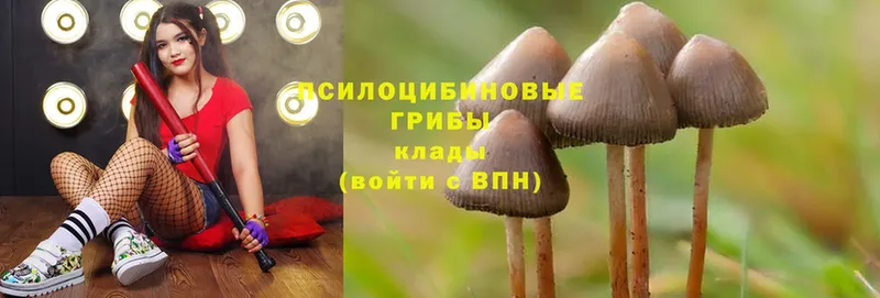 продажа наркотиков  Муром  Галлюциногенные грибы MAGIC MUSHROOMS 